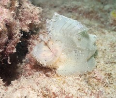 Taenianotus triacanthus