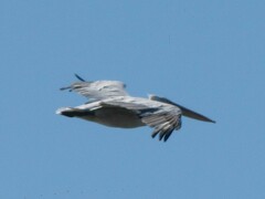 Pelecanus crispus