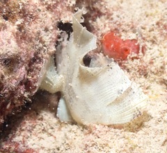 Taenianotus triacanthus