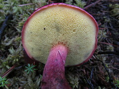 Boletus purpureorubellus
