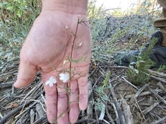 Stephanomeria exigua