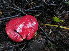 Boletus purpureorubellus