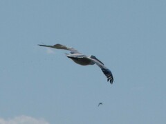 Pelecanus crispus