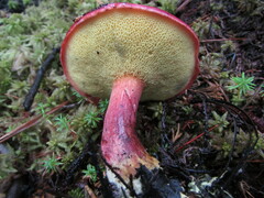 Boletus purpureorubellus