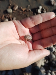 Hyla arenicolor