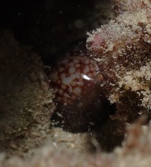 Monetaria caputophidii