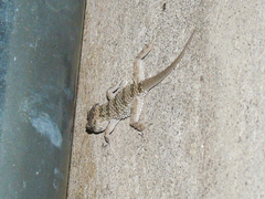 Tenuidactylus caspius