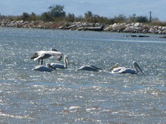 Pelecanus crispus