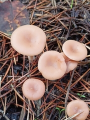 Clitocybe fragrans