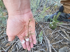 Stephanomeria exigua