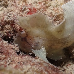 Taenianotus triacanthus