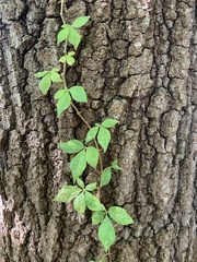 Parthenocissus
