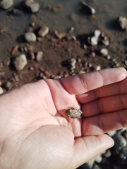 Hyla arenicolor