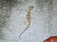 Tenuidactylus caspius