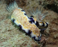 Hypselodoris imperialis