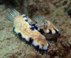 Hypselodoris imperialis