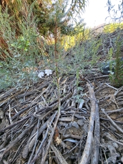 Stephanomeria exigua