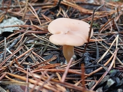 Clitocybe fragrans