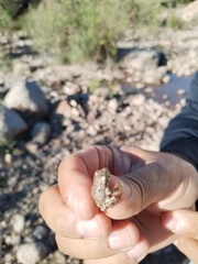 Hyla arenicolor