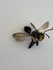 Sphex dorsalis