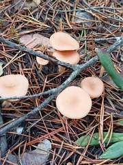 Clitocybe fragrans