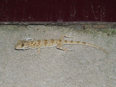 Tenuidactylus caspius