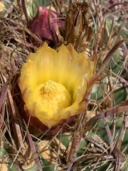 Ferocactus cylindraceus