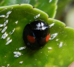Chilocorus renipustulatus