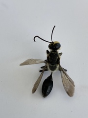 Sphex dorsalis