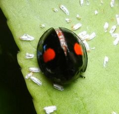 Chilocorus renipustulatus