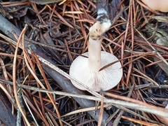 Clitocybe fragrans