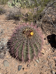 Ferocactus cylindraceus