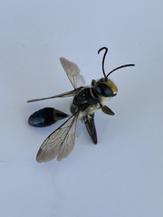 Sphex dorsalis