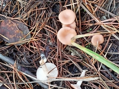 Clitocybe fragrans