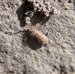 Orchesella villosa