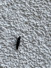 Staphylinini