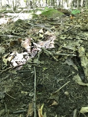 Peziza atrovinosa