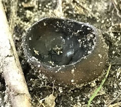 Peziza atrovinosa