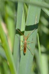Protenor belfragei