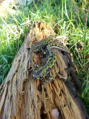 Triturus marmoratus