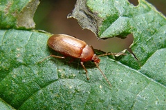 Isomira pulla