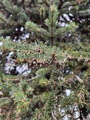 Picea
