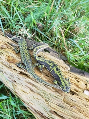 Triturus marmoratus
