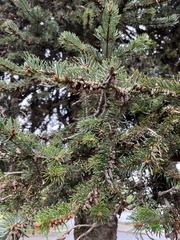 Picea