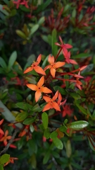 Ixora coccinea