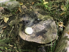 Reticularia lycoperdon