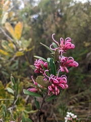 Grevillea sericea