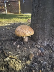 Amanita brunneolocularis