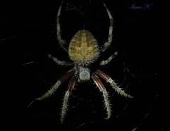Neoscona crucifera