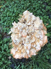 Laetiporus